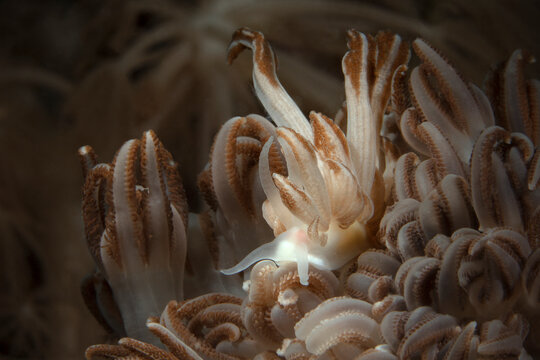 Nudibranch Phyllodesmium jakobsenae. Underwater macro photography from Romblon, Philippines