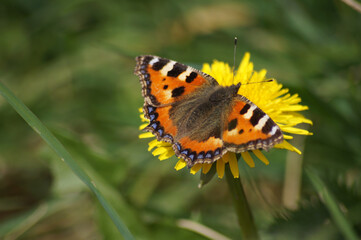 butterfly on yellow flower