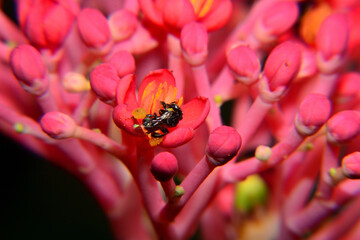 Bee activity, Pink flower and small black bee with blurry black background