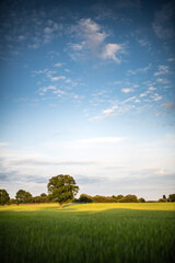 landscape with green field and blue sky
