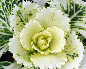 Close-up of decorative foliage of cabbage, white leaves