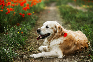 Labrador retriever dog. Golden retriever dog on grass. adorable dog in poppy flowers. 