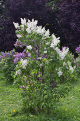 Obraz premium Lilac flowers in the garden