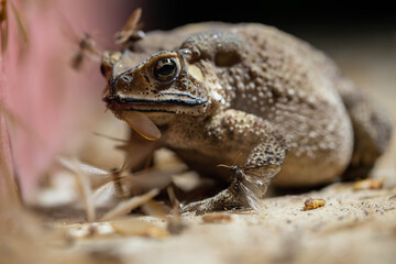 A Toads eat insects at night Favorite food night shot