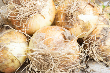 Freshly Unearthed Harvest Of Sweet White Onions