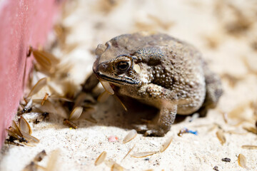 A Toads eat insects at night Favorite food night shot