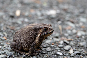 A Toads eat insects at night Favorite food night shot