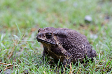 A Toads eat insects at night Favorite food night shot