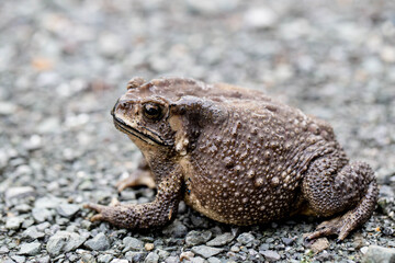 A Toads eat insects at night Favorite food night shot