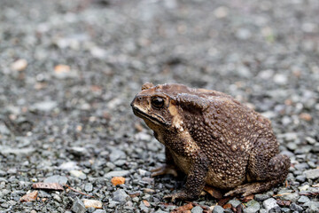 A Toads eat insects at night Favorite food night shot