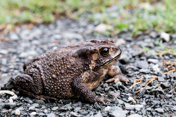 A Toads eat insects at night Favorite food night shot