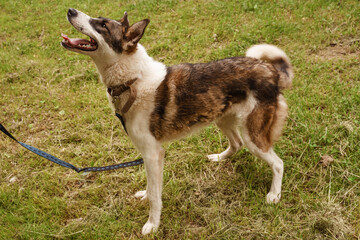 colorful dog on a leash