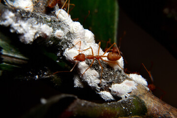 Weaver ants or green ants. Weaver ants live in trees and are known for their unique nest building behaviour where workers construct nests by weaving together leaves using larval silk
