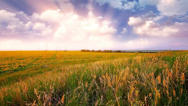 summer landscape - field of sunflowers on a background cloudy sky