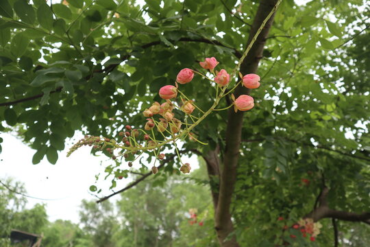 rainbow shower tree. pink rainbow shower tree. pink flower. pink flowers. Cassia javanica. Java cassia. pink shower. apple blossom tree.