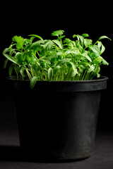 Cilantro or coriander shoots in a pot isolated on black background