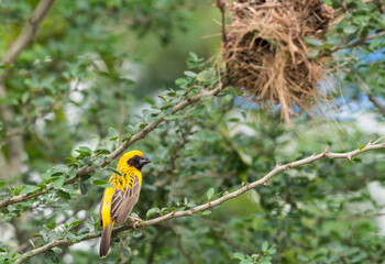 Male Asian Golden Weaver on breeding season