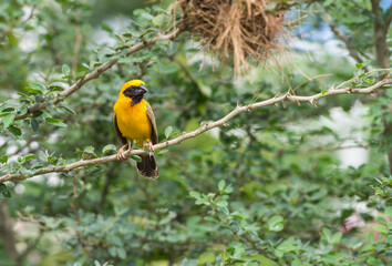 Male Asian Golden Weaver on breeding season