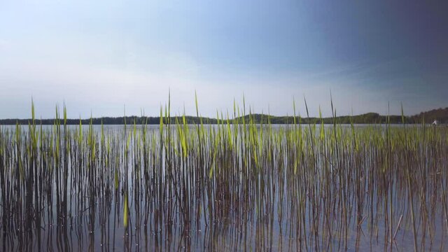 Lakeside with trees and boats in spring
