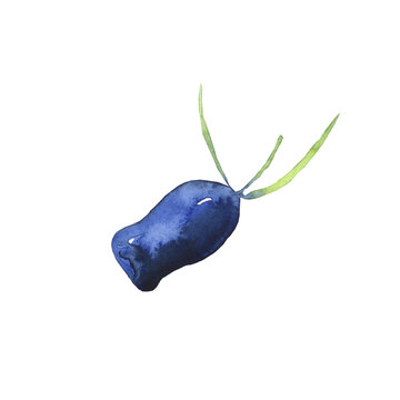 Honeysuckle blue berry isolated on white background. Watercolor hand drawing illustration. Loncera edulis or honeyberry. Perfect for card, poster, cover, decoration summer food.