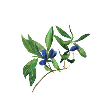 Honeysuckle with blue berries and leaves isolated on white background. Watercolor hand drawing illustration. Loncera edulis or honeyberry. Perfect for card, poster, cover, decoration summer food.