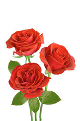 bouquet of red roses