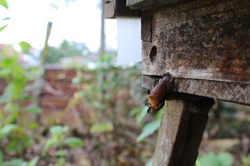the stingless bee