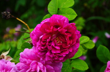 Red Roses on a bush in a garden. Russia.