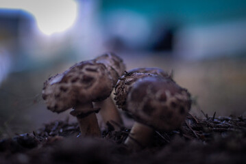 mushrooms in the forest