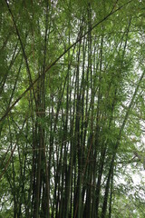 Fototapeta premium green bamboo forest
