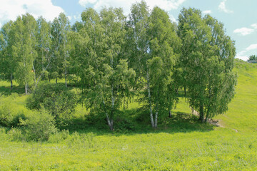 trees in the field