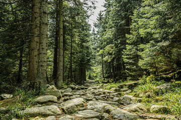 Stone path in the mountains - Karkonosze Karpacz