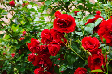 Red Roses on a bush in a garden. Russia.