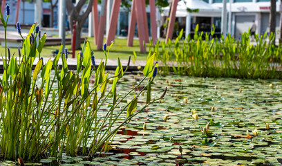 lily pond in a city park