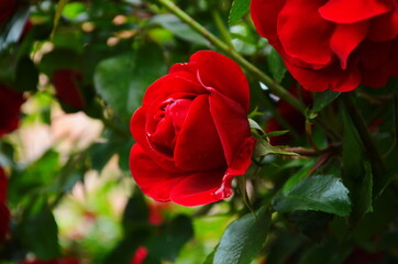 Red Roses on a bush in a garden. Russia.