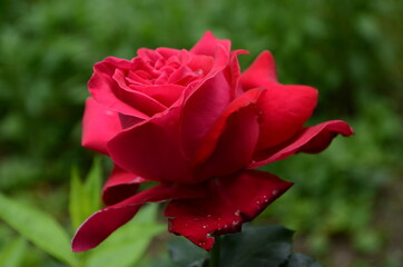 Red Roses on a bush in a garden. Russia.