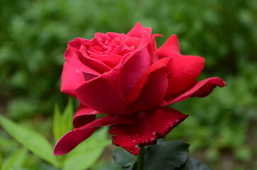 Red Roses on a bush in a garden. Russia.