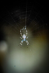 spider web on black background