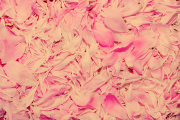Background of flower petals. Peony flowers