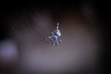 Spider