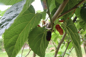 green leaf. green leaves. Mulberry leaves. mulberry fruit. Mulberry.