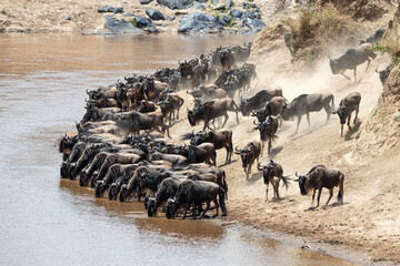 Wildebeest drink from the Mara River during the annual great migration