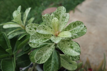 close up of green leaves