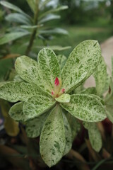 close up of green leaves. Adenium. green leaves.