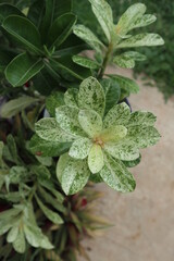 close up of green leaves