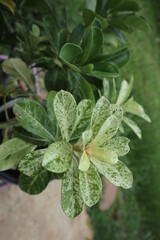 close up of green leaves