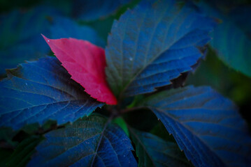 red and blue leaves