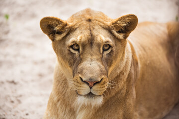 Obraz na płótnie Canvas Lioness Close-up portrait, face of a female lion