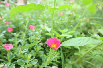 pink flowers in the garden