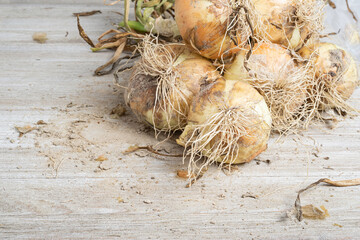 Freshly Unearthed Harvest Of Sweet White Onions